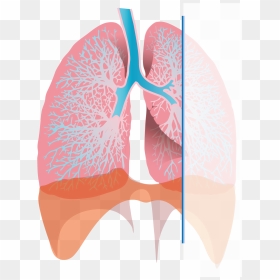 Transparent Inhaler Clipart - Diagram Of Inhalation, HD Png Download - lungs png