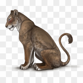 640x500, Lioness, Png V - Cougar, Transparent Png - lioness png