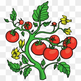 Tomato Clipart - Tomatoes On Vines Clip Art, HD Png Download - gardener png