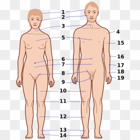 Muscle Man Png , Png Download - Body's, Transparent Png - muscle man png