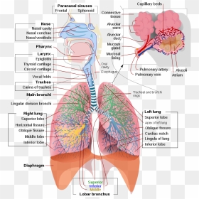Respiratory System, HD Png Download - lungs png