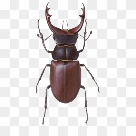 Stag Beetle Png, Transparent Png - bugs png