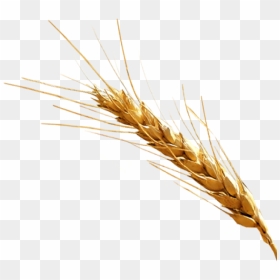 Thumb Image - Barley Png, Transparent Png - barley png