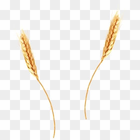 Thumb Image - Transparent Background Wheat Straw Png, Png Download - trigo png