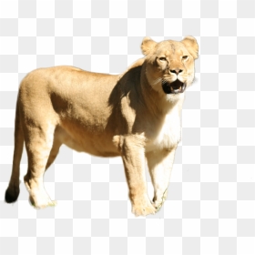 Masai Lion, HD Png Download - lioness png