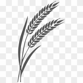 Linea De Trigo - Silhouette Of Grain Png, Transparent Png - trigo png