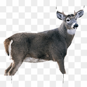 White Tail Buck, HD Png Download - buck png
