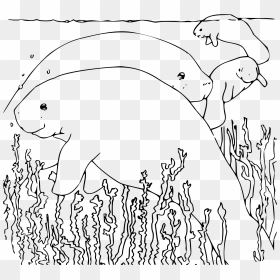 Coloring Book Manatee Clip Arts - Manatee Coloring Page, HD Png Download - manatee png