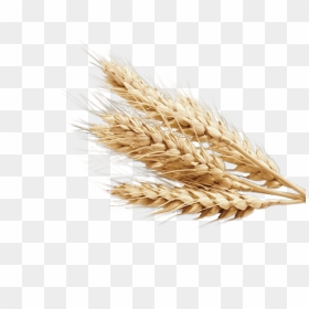 Vector Wheat - Wheat Transparent Background, HD Png Download - trigo png
