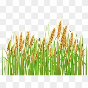 Grain Clipart Barley - Wheat Clipart, HD Png Download - barley png