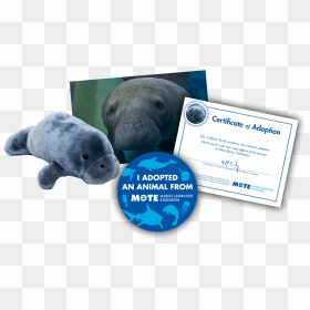Items Included In Buddy Package - Marine Mammal, HD Png Download - manatee png