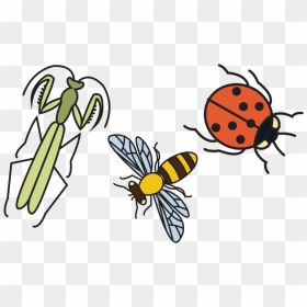 Good Bugs 2, HD Png Download - bugs png