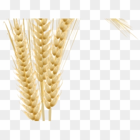 Transparent Whole Grains Clipart - Maize Wheat, HD Png Download - trigo png