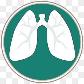 Southern Lung Specialists, Pc - Bear Paw Cafe, HD Png Download - lungs png
