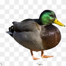 Transparent Wetland Png - Find Pictures Of Dead Ducks, Png Download - ducks png