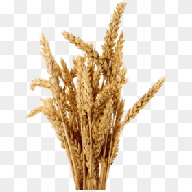 Free Png Barley Png Images Transparent - Wheat Isolated, Png Download - barley png