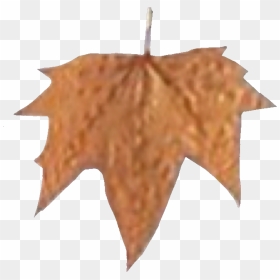 Maple Leaf, HD Png Download - double sided arrow png