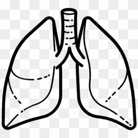 Lungs Vector Png, Transparent Png - lungs png