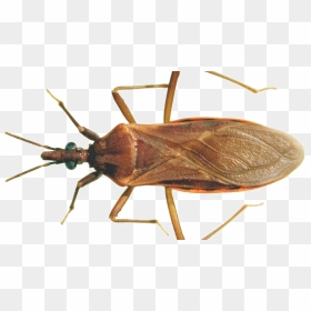 Bugs Png Free Download - Kissing Bug, Transparent Png - bugs png