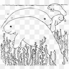 Coloring Book Manatee Png Icons - Manatee Coloring Page, Transparent Png - manatee png