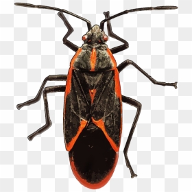 True Bug Insect Png Free Download - Transparent Bug Hd, Png Download - bugs png