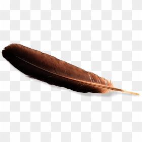 Eagle Feather Law , Png Download - Real Eagle Feather Png, Transparent Png - eagle feather png