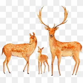 #watercolor #deer #buck #doe #fawn #family #couple - Painting Of Deer Couple, HD Png Download - buck png