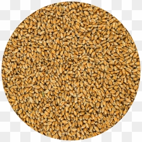 Cereal De Trigo Png, Png Download - Barley, Transparent Png - trigo png