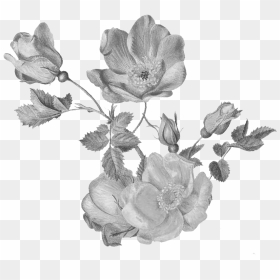 Garden Roses, HD Png Download - tinsel png
