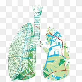 Illustration, HD Png Download - lungs png