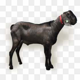 Sheep , Png Download, Transparent Png - buck png