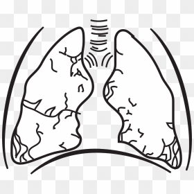 Tuberculosis Black And White, HD Png Download - lungs png
