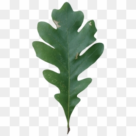 Acorn Leaf Png Clipart , Png Download - White Oak Tree Leaves, Transparent Png - oak leaf png