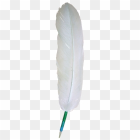 Eagle White Feather Png, Transparent Png - eagle feather png