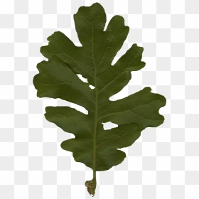 Oak Leaf Png, Transparent Png - oak leaf png