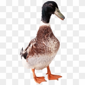 Duck From Front Png Image - Duck Front Png, Transparent Png - ducks png
