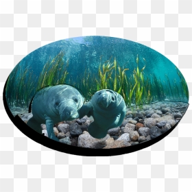Fd5015-99 Double Epoxy Foil Manatee Magnet - Dugong, HD Png Download - manatee png