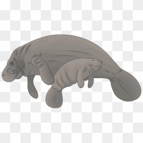 Manatee Clipart, HD Png Download - manatee png