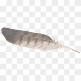 Eagle Feather Tilt-01 , Png Download, Transparent Png - eagle feather png