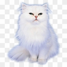 Real Cat Emoji, HD Png Download - cat emoji png