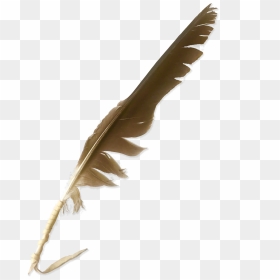 File - Nw-greenlandeagle - Buzzard, HD Png Download - eagle feather png