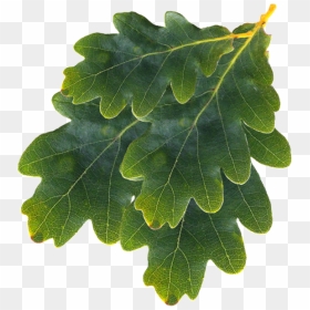 Gambel Oak, HD Png Download - oak leaf png