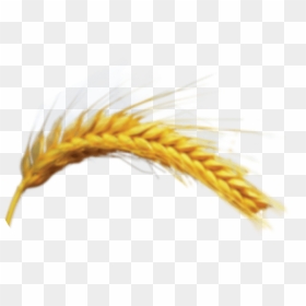 Khorasan Wheat, HD Png Download - trigo png