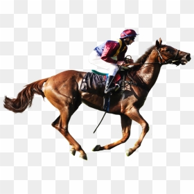 Horse Racing Transparent Background Image - Horse Racing Png, Png Download - race png