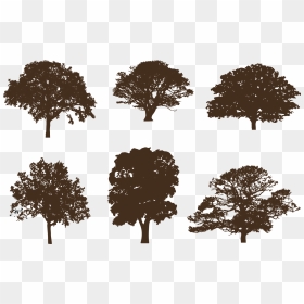 Oak Tree Silhouettes Vector - Silhouette Tree In Brown Png, Transparent Png - oak leaf png
