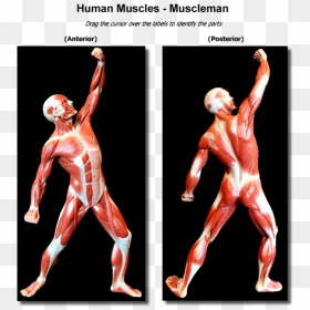 Cheek Cells - Anatomy And Physiology Muscle Man, HD Png Download - muscle man png