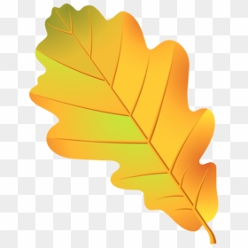 Leaf Oak Tree Acorn Drawing - Oak Tree Leaves Clipart Png, Transparent Png - oak leaf png