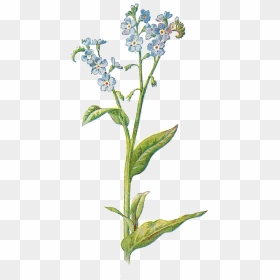 Wildflower Png Page - Forget Me Not Illustration, Transparent Png - wildflower png