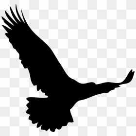 Birds, HD Png Download - eagle feather png