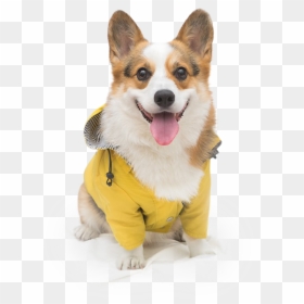 Pembroke Welsh Corgi, HD Png Download - doggo png